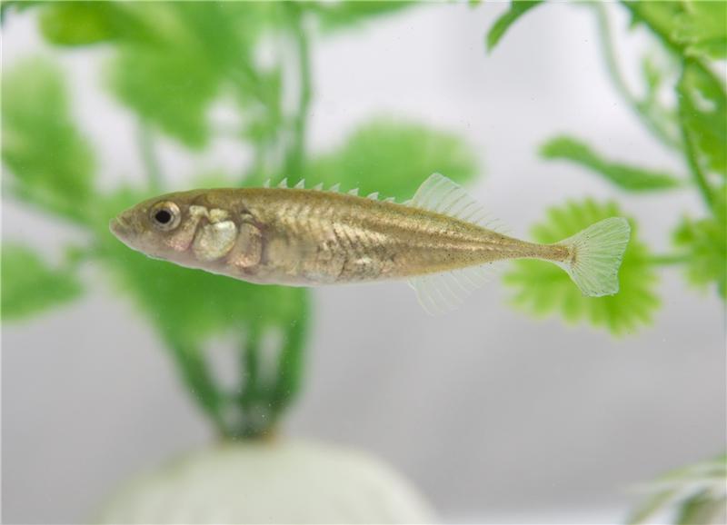 Nine-spined stickleback